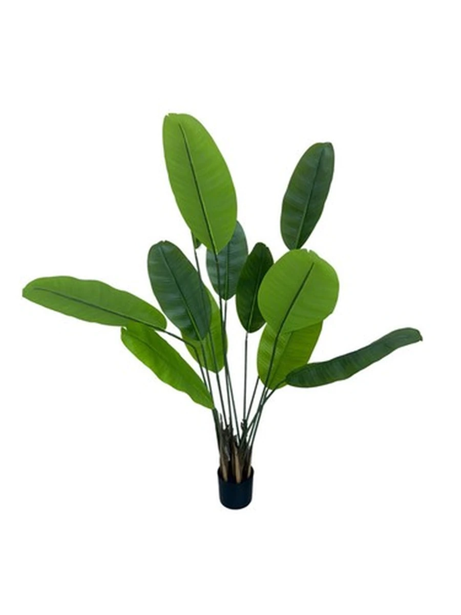 Banana tree 160cm