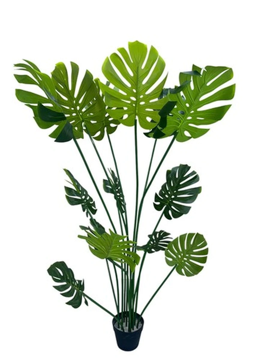 Monstera Plant 160cm