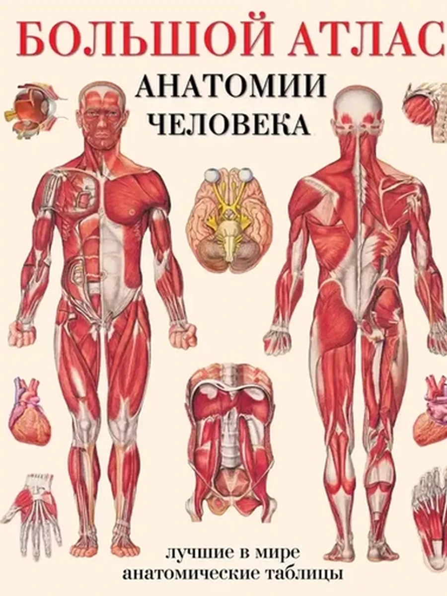 М Большой атлас анатомии человека Лучшие в мире анат.табл. (тв)